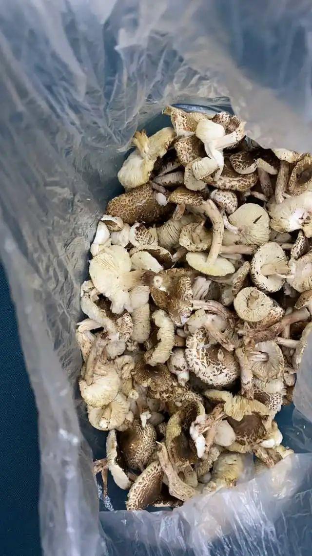 糖心视频旅行：带你探索不一样的世界，记录每个温暖瞬间