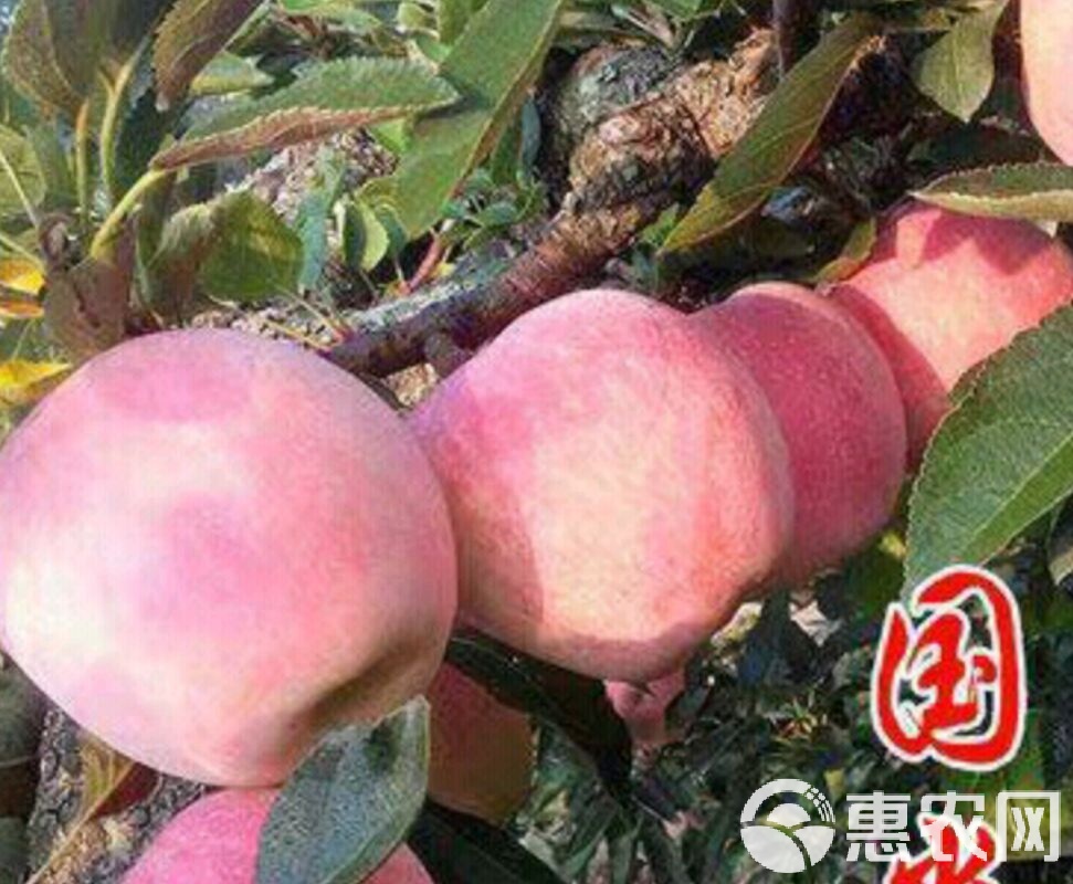 糖果logo——甜蜜世界的品牌标识