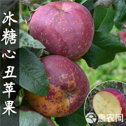糖心视频剧情：每一个甜蜜瞬间，都让你心动不已