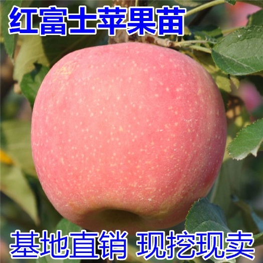 糖心视传媒短视频——让品牌营销焕发新生
