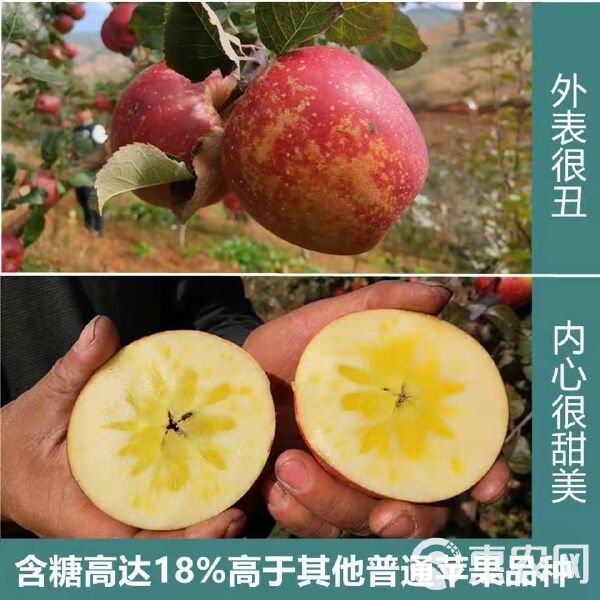 糖心Vlog下载地址：探索美好生活的完美伴侣